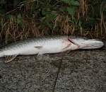 В Астраханской области от жары гибнет щука