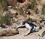 Полиция проводит проверку по факту массового убийства собак на Боевой в Астрахани