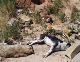Полиция проводит проверку по факту массового убийства собак на Боевой в Астрахани