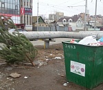 Фото дня: в Астрахани уже избавляются от сосен