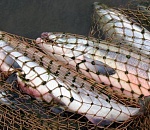 Астраханцы попались на рыбной ловле в заповедной зоне