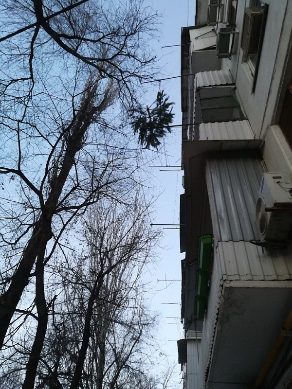 В Астрахани выкинутая с балкона елка зависла на четвертом этаже
