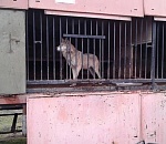 В Астрахани хозяин частного зоопарка оставил животных умирать