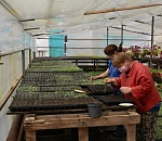 В Астрахани приступают к высадке 600 тысяч цветов