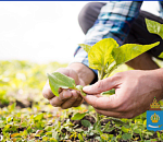 Астраханцам предлагают стать агрономами за 120 тысяч рублей