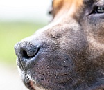 Глава следственного комитета РФ поручил возбудить дело о нападении собак на ребёнка в Астрахани