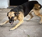 Астраханца насмерть загрызли собаки