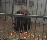 В астраханском зоопарке желание покормить медведя арбузом вышло боком 