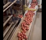 Астраханская птицефабрика "Степная", где гибли куры, вышла из кризиса