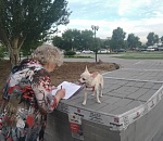 Астраханцы создали петицию против массовой вырубки тополей на Лебедином озере