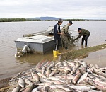 В Астрахани пять браконьеров выплатили штраф в 11 миллионов рублей и сели в тюрьму