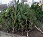 Определены официальные места продажи ёлок