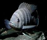 В Астраханской области собираются выращивать тиляпию