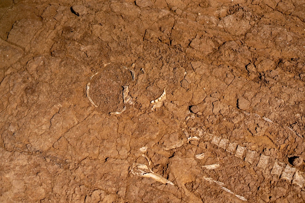 Студенты из ДНР вместе с археологами нашли массовые захоронения в Камызякском районе