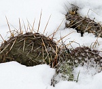 Записки астраханского натуралиста. Как зимуют астраханские кактусы?