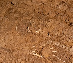 Студенты из ДНР вместе с археологами нашли массовые захоронения в Камызякском районе