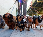 Утвержден список мест, где можно гулять с собаками в Астрахани