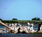 Дельта Волги в Астраханской области вошла в топ-7 мест России, где рекомендуется встретить весну