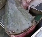 В Астраханской области поймали страшного и невероятно гигантского сома (ВИДЕО)