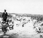 Астраханский заповедник поделился фото с последней зарослью лотоса в дельте Волги