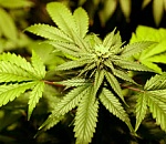 В Астрахани продавец спайса попался из-за расширения «бизнеса»