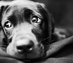 Астраханец, сбросивший собаку с 10 этажа, попал под следствие