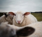 Два астраханца украли с фермы 214 овец 