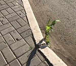 Дары Подземелья. В Астрахани сквозь асфальт проросла кукуруза