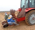 Лесхозы отчитались о завершении посадочной кампании в Астраханской области
