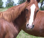 Астраханская область планирует в 1,5 раза увеличить реализацию племенных лошадей