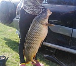 Астраханка поймала сазана-монстра
