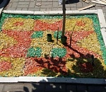 В центре Астрахани цветная щепа стала украшением