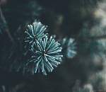 С завтрашнего дня в Астрахани откроются ёлочные базары