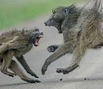 В Астрахани водители подрались на дороге