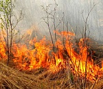 Гринпис поможет тушить тростниковые пожары в Астраханском заповеднике