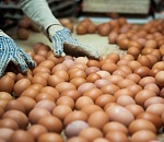 Сговорились по яйцам