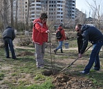 На Комсомольской набережной высадили 200 кустарников и 30 дубов