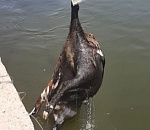 Астраханские каналы - не мусорный полигон: вновь за длинные выходные в воду сбросили груду несуразных вещей