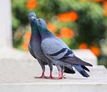 Ветеринары выяснили, отчего погибли голуби в Астрахани 