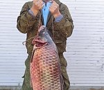 Сазана-гиганта выловили под Астраханью