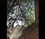 Астраханцы боятся дерево-убийцу, которое два года качается на проводах