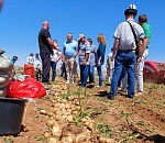 Ваш выход, Коломбо: с июля Астраханская область становится главным картофельным донором страны