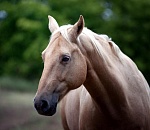 На трассе «Астрахань-Волгоград» лошади и коровы стали причиной трех ДТП