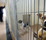 В Астраханской области с бездомными животными боролись только на бумаге