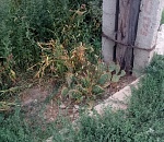 У астраханца перед домом неожиданно вырос американский биодиверсант