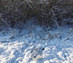 Астраханец принял товарища за кабана и застрелил его