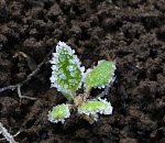 В Астраханской области еще три дня будут заморозки, рассада под угрозой