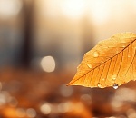 Завтра бабье лето в Астрахани проплачет небольшим дождем