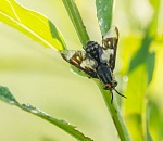 Записки астраханского натуралиста. Осторожно: слепни, мухи-кровопийцы