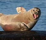 Астраханцы продолжают купаться в речках (ВИДЕО)